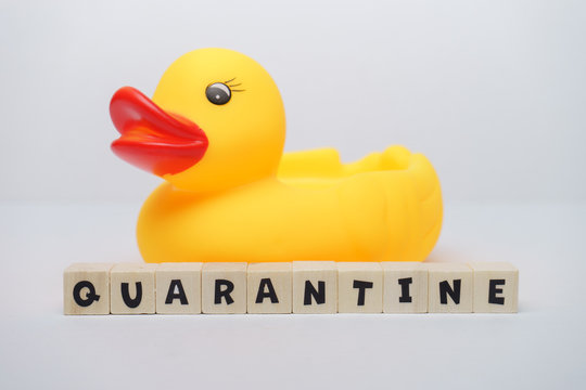 Yellow rubber ducks with quarantine word written on wood block isolated over white background. Virus outbreak prevention using unique rubber duck concept. 