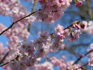 Kirschblüute Nahaufnahme