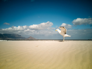 Seagulls flying over beach Africa Cape Town Table Mountain in background