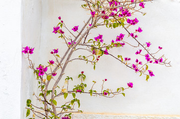 Pink Bougainvillea flower on white wall background