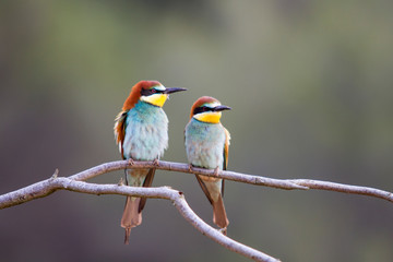 Pair of bee-eaters perched on a branch.