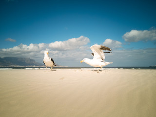 Seagulls flying over beach Africa Cape Town Table Mountain in background