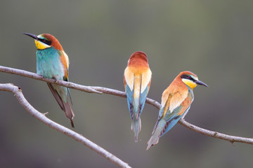 Three bee-eaters perched on a branch.