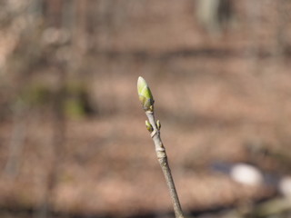 Knospe im Frühling