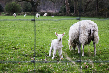 Pequeña oveja junto a su madre en un campo verde de Irlanda
