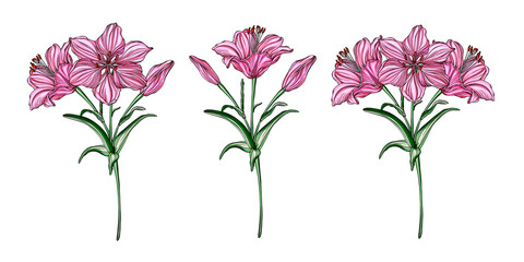 Vector flower arrangements with Lily flowers.