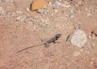 Yellow-spotted Agama, Trapelus flavimaculatus in desert in Jordan. Wild animals life