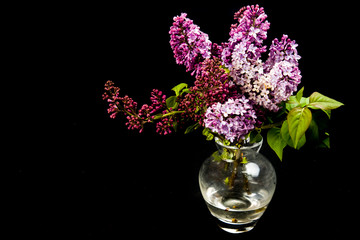 small vase with fresh lilacs on black background