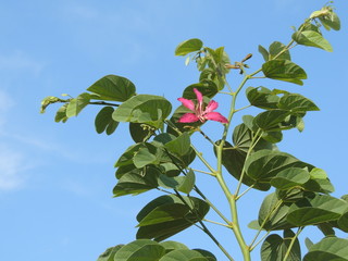 bird, ostrich, animal, wildlife, nature, wild, emu, beak, neck, rhea, flightless, birds, zoo, feathers, feather, head, crane, animals, grass, large, big, australia, safari