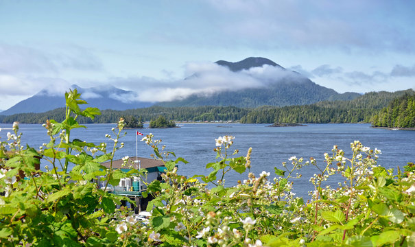 Beautiful seascape of the bay on the Vancouver Island. The blue sea and coniferous forest, mountains in a haze in sunny weather. Flowering blackberry bushes in the foreground. Tofino, British Columbia © Alena Charykova