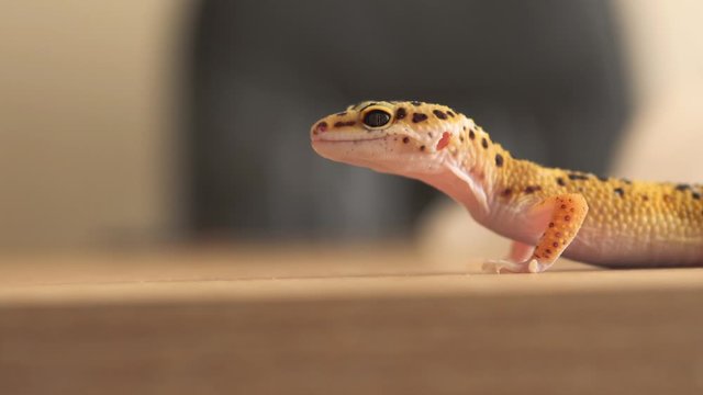 Leopard gecko walks around and licks table, close up. Profile view of yellow and brown spotted leopard gecko. Copy space