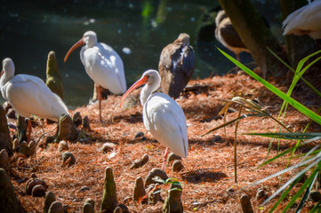 Obraz premium Birds in the Zoo