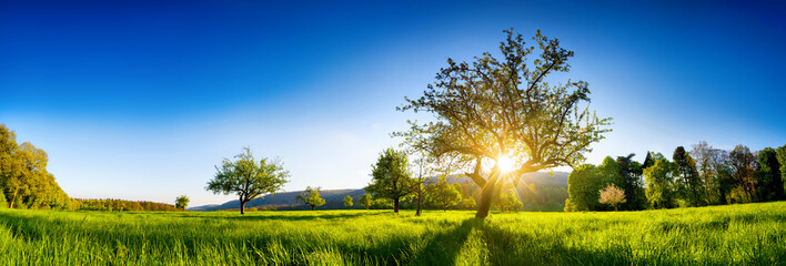 The sun shining through a tree on a green meadow, a panoramic vibrant rural landscape with clear blue sky before sunset - 333689494