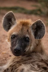 Tuinposter Baby Hyena © Curteis