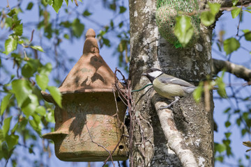 Mésange