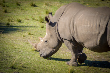 Obraz premium white rhinoceros in zoo