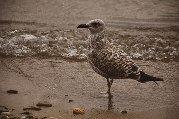 Seagull by the water