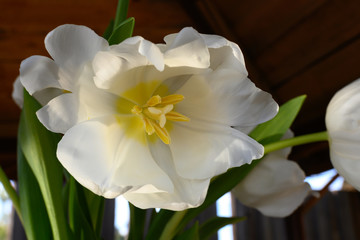  macro shot of a white tulip