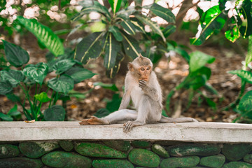 A small monkey sits thoughtfully on a rock in the jungle and eats something. Monkeys in their natural habitat. Monkey forest in Ubud.