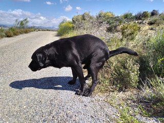 Labrador retriever dog shitting on walk.