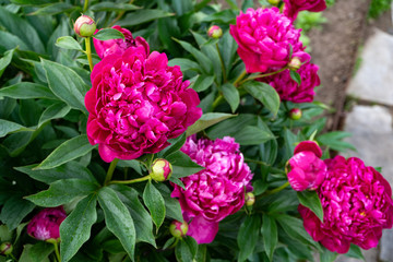 Red peony flower on a background of green leaves in the garden