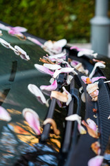Fototapeta na wymiar Multiple magnolia petals on the windshield on a car in parking lot - spring is in the air,