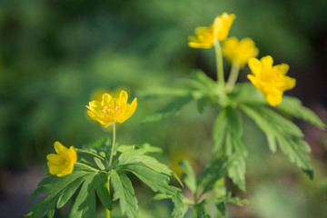 First flowers in springtime: Eranthis hyemalis. Eranthis hyemalis is a plant found in Europe, which belongs to the family Ranunculaceae. Motion blur image.