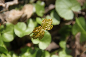 Fresh young acer vein leaves