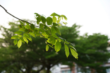 green leaves of tree