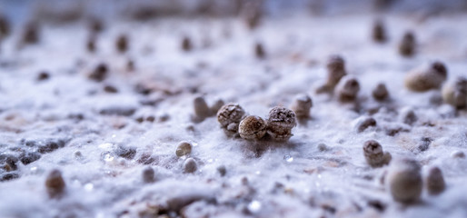 Mycelium and growning mushrooms, a few days old. baby mushrooms, strange landscape