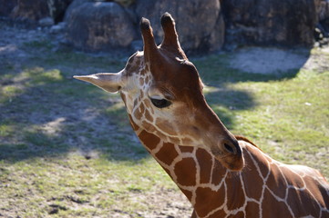 Obraz premium Giraffe in the Zoo