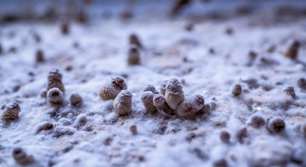 Mycelium and growning mushrooms, a few days old. baby mushrooms, strange landscape