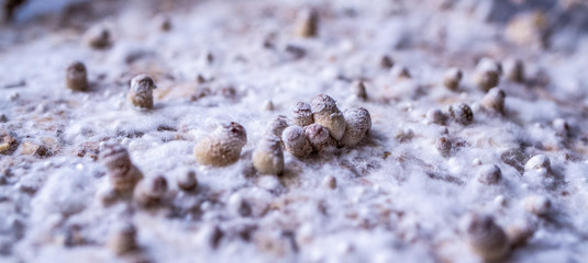 Mycelium and growning mushrooms, a few days old. baby mushrooms, strange landscape