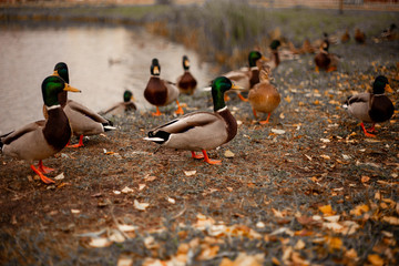 ducks on the lake autumn