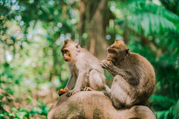 Two monkeys sit on a rock against the background of the jungle and eat something. Monkeys in their natural habitat. The monkey forest in Ubud is the most popular tourist destination in Ubud, Bali