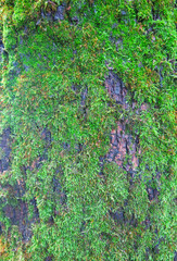    background of coniferous tree bark 