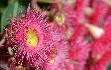 Close up of a red flowering gum tree blossom, Corymbia ficifolia variety, Family Myrtaceae. Endemic to south west coast of Western Australia. Shallow depth of field