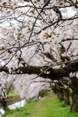 伊佐沼公園の桜 川越市