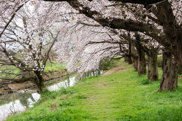 伊佐沼公園の桜 川越市