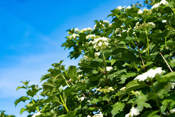 Fototapeta na wymiar Garden bushes of viburnum with white flowers on a background of blue sky, summer view.