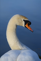swan on lake