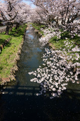 新河岸川の桜 川越市