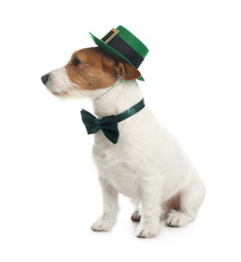 Jack Russell terrier with leprechaun hat and bow tie on white background. St. Patrick's Day
