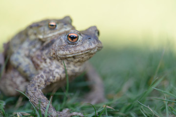 Green Frogs with Orange Eyes giving a piggy back