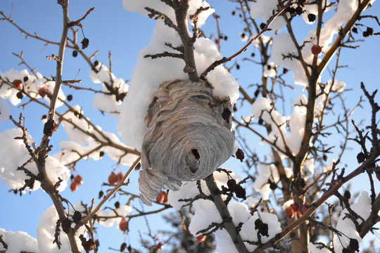 Bee hive on snowy crab apple tree in winter