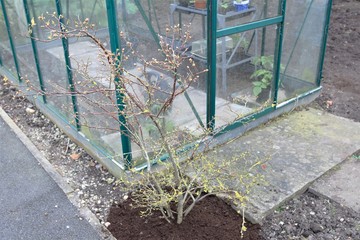 Ericaceous compost mulch for mature blueberry bush, in March 2020.