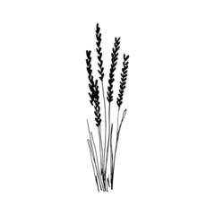 Fototapeta premium spikelets sketch drawing on a white background