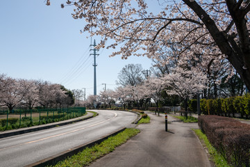 桜咲く埼玉県川越市の道路