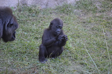 Gorilla in the Zoo