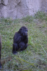 Gorilla in the Zoo